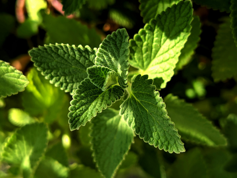 MINT FLAVORS